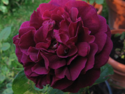 Rose_du_Roi_a_Fleurs_Poupres.jpg