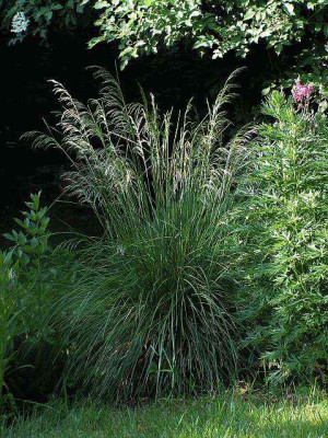 Deschampsia_vielleicht-.jpg