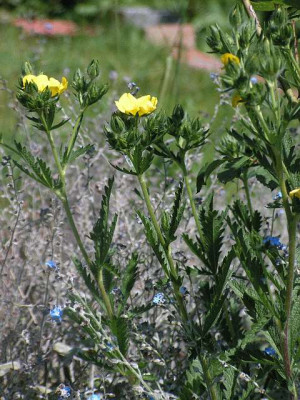 Potentilla_vielleicht.jpg