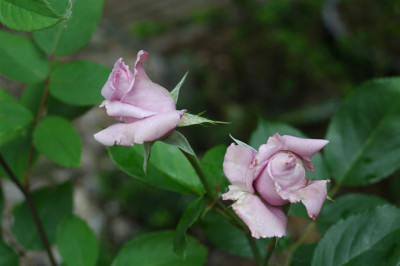 A0288_Large.JPG