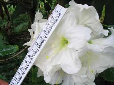 Rhododendron_decorum_Bluetengroesse.jpg