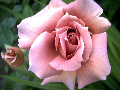 Julias_Rose_06.JPG