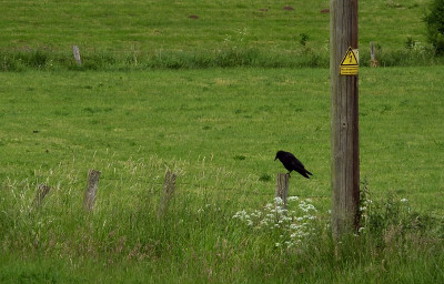 crow..jpg