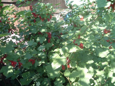 Johannisbeeren_rot.jpg