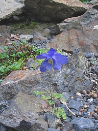 Akelei_im_Steingarten_1.jpg
