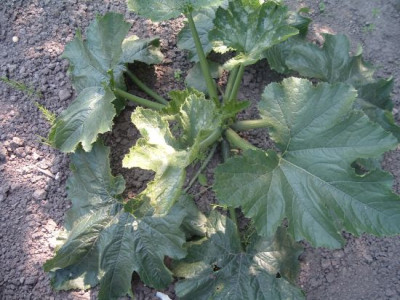 Zucchini.jpg
