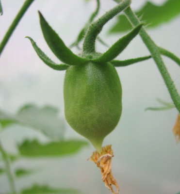 Wintertomate15.06.06_013.jpg