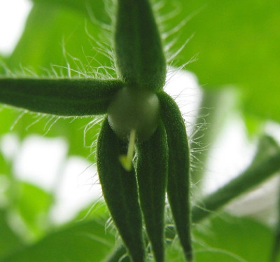 Indische_Fleischtomate15.06.06_016.jpg