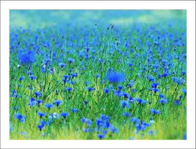 Kornblumen_3_15-06-2006.jpg