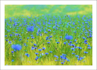Kornblumen_4_15-06-2006.jpg