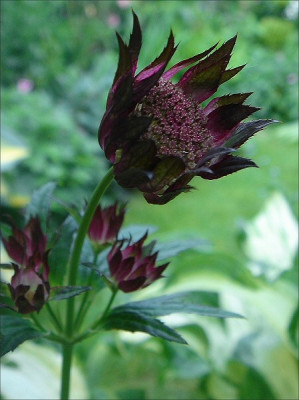 Astrantia.jpg