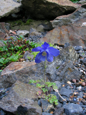 akelei_blau_hortulanus_2.jpg