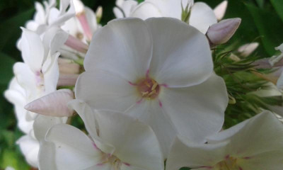 20150728_084527.jpg