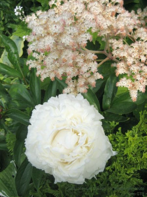 Paeonia_lact._Bowl_of_Cream_10301.jpg