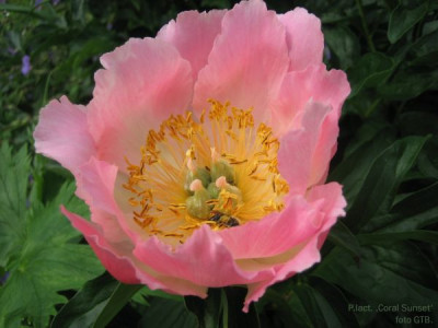 Paeonia_lact._Coral_Sunset_10381.jpg