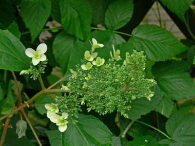 P1010160_Small.JPG