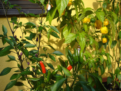 chili06.jpg