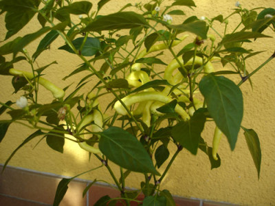 weisserchili.jpg