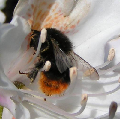 Bombus_lapidarius_-_Steinhummel_02.jpg