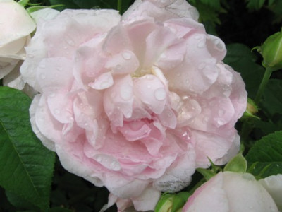 Duchesse_d_Angouleme_1.jpg