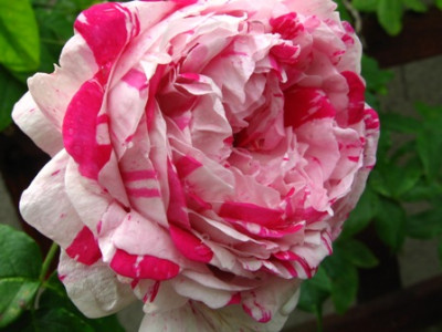 Variegata_di_Bologna_34.jpg