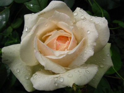 unbekannte_weie_Rose.jpg