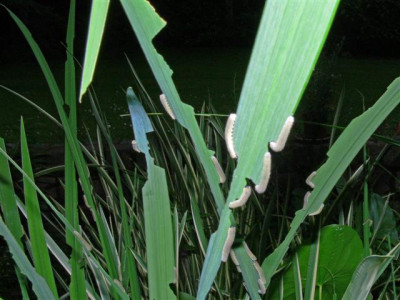 P1010184_Small.JPG