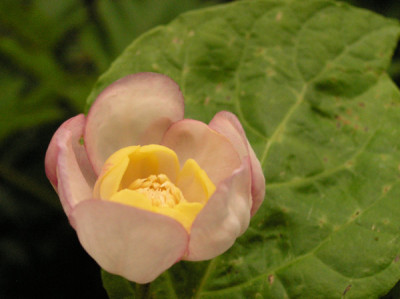 Sinocalycanthus-Bluete_k.jpg