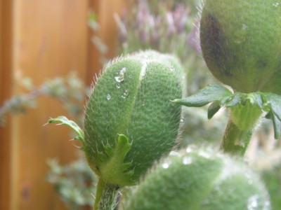 papaver_orient.JPG