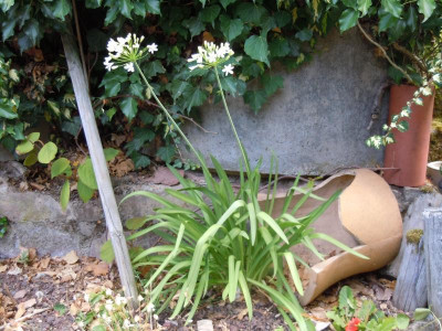 Agapanthus Mini Weiß kkkk.JPG