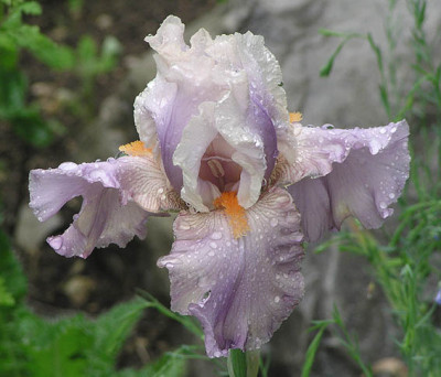 iris_welcher_name.jpg
