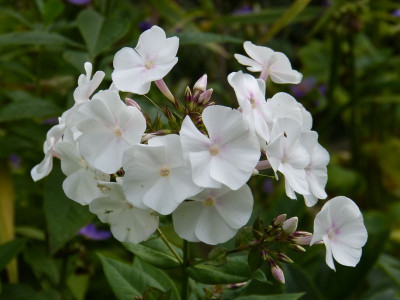 2015-07-28 Phlox 'Alexa.S'.jpg