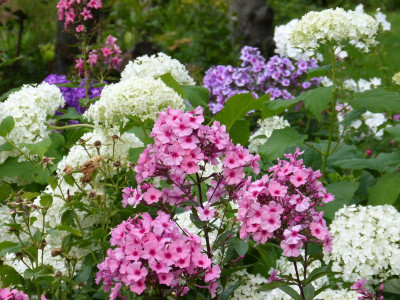 2015-07-28 Phlox 'Argus' 1.jpg