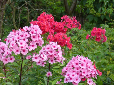 2015-07-28 Phlox 'Argus' 2.jpg