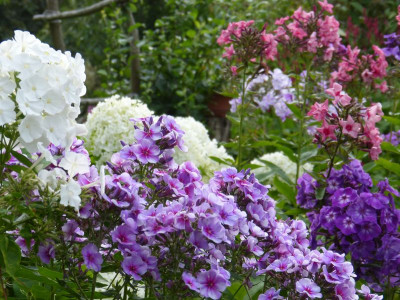 2015-07-28 Phlox 'Flare Blue' 2.jpg