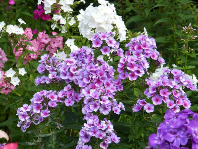 2015-07-28 Phlox 'Flare Blue'.jpg