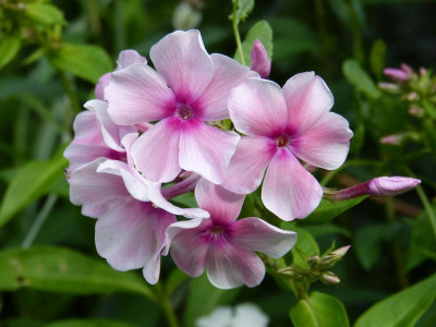 2015-07-28 Phlox ''Fr. Dr. Focke''.jpg