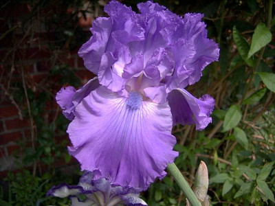 Orchidarium.JPG