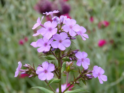 2015-07-28 Phlox 'Hesperis'.jpg