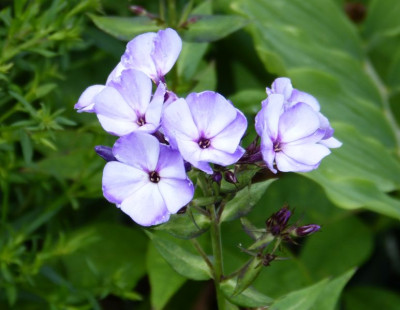 2015-07-28 Phlox 'Jeffs Blue'.jpg