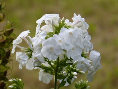 2015-07-28 Phlox 'Mount Fujiyama'.jpg