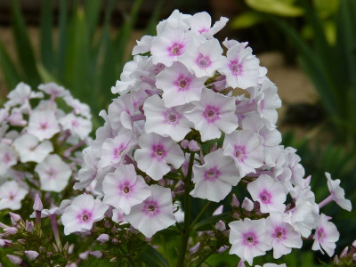 2015-07-28 Phlox 'Omas Jugendzeit'.jpg