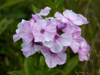 2015-07-28 Phlox 'Picasso'.jpg