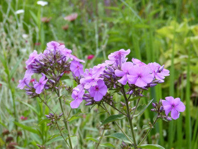 2015-07-28 Phlox 'Princess Sturdza'.jpg