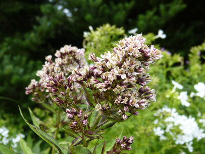 2015-07-28 Phlox 'Pure Feelings'.jpg