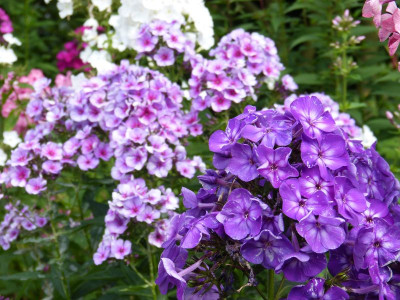2015-07-28 Phlox 'Purple Kiss'.jpg