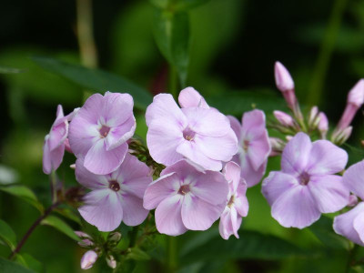 2015-07-28 Phlox 'Rosa Goliath'.jpg