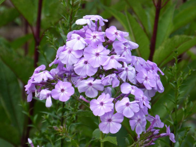 2015-07-28 Phlox 'Violet Monica'.jpg