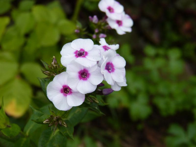 2015-07-28 Phlox 'Zauberspiel'.jpg