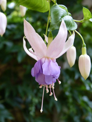 2015-07-28 Fuchsia 'Beverley Wilson'.jpg